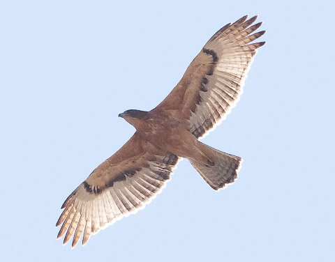 African Hawk Eagle juvenile in flight